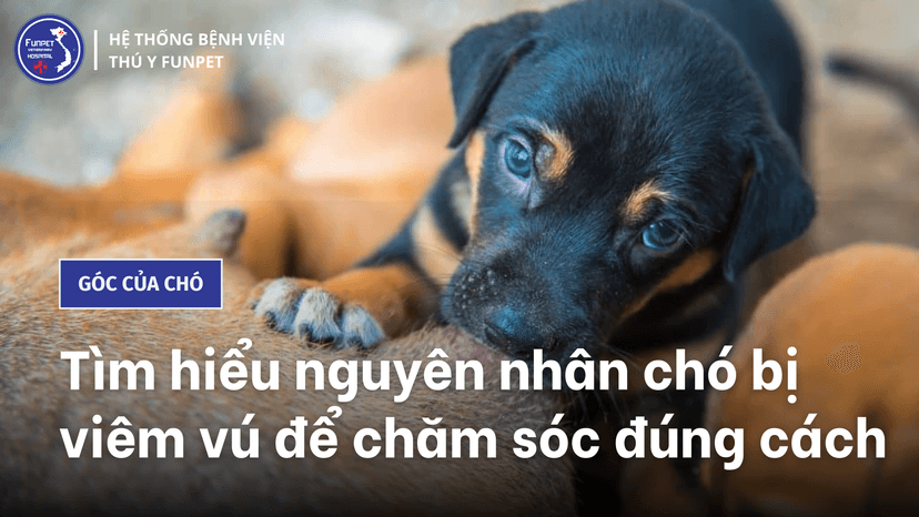 Tìm hiểu nguyên nhân chó bị viêm vú để chăm sóc đúng cách