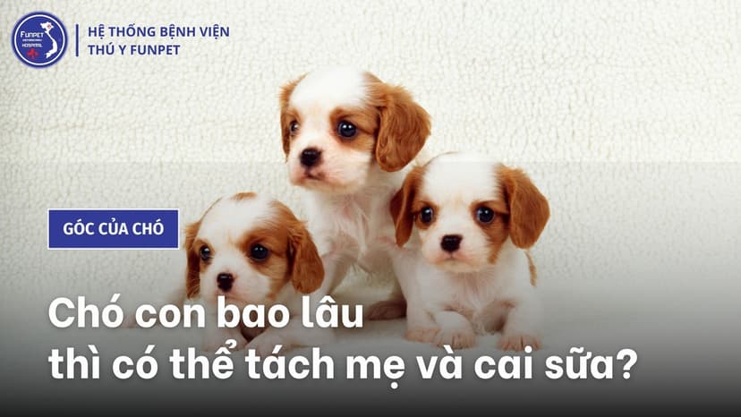 Chó con bao lâu thì có thể tách mẹ và cai sữa?