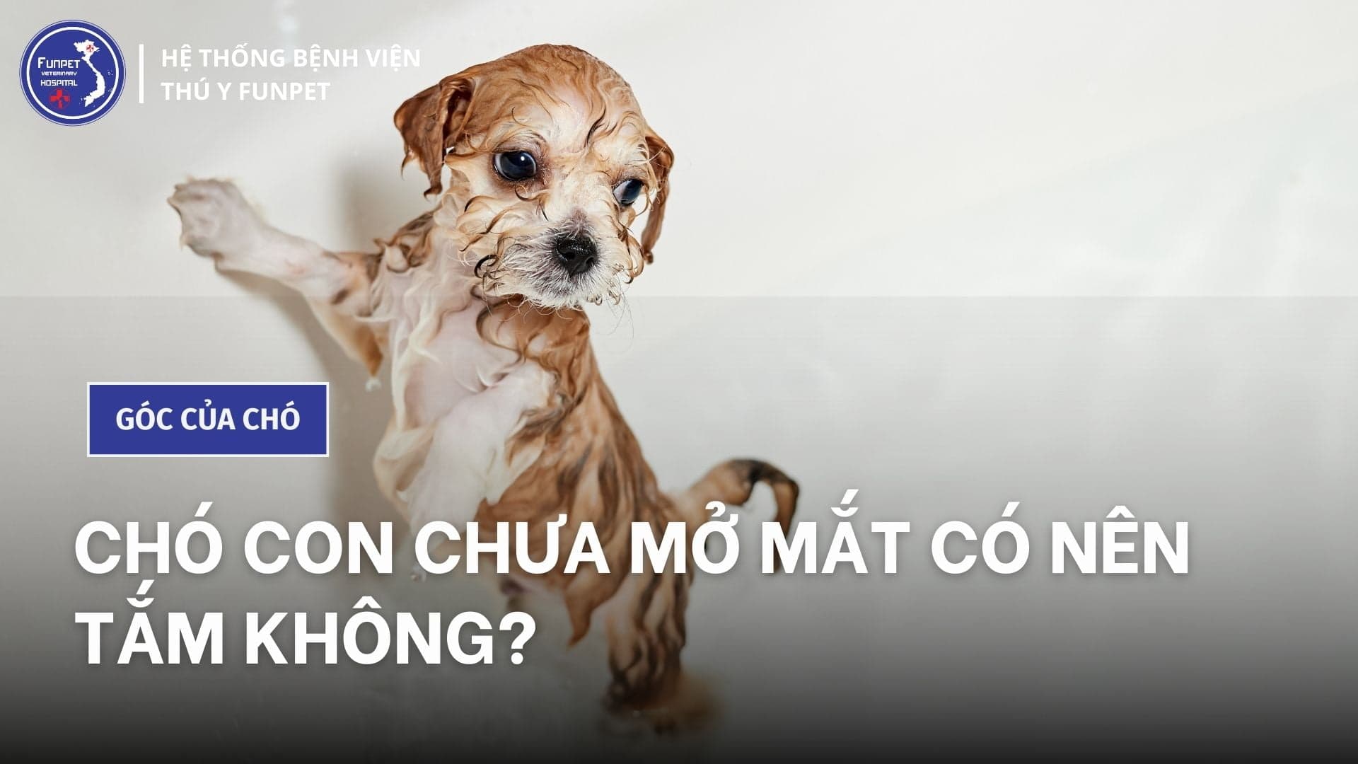 Chó con chưa mở mắt có nên tắm không?