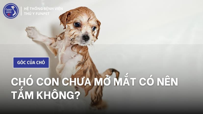 Chó con chưa mở mắt có nên tắm không?
