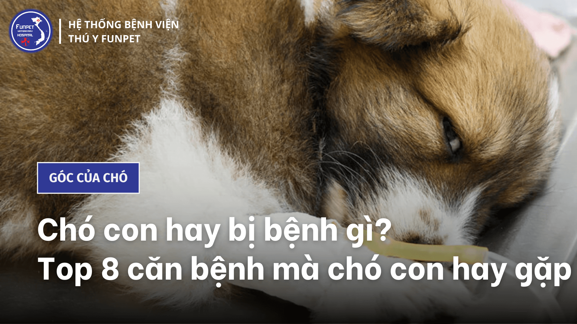 Chó con hay bị bệnh gì? Top 8 căn bệnh mà chó con hay gặp