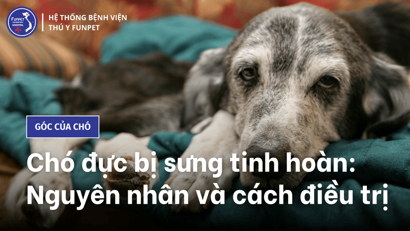 Chó đực bị sưng tinh hoàn: Nguyên nhân và cách điều trị