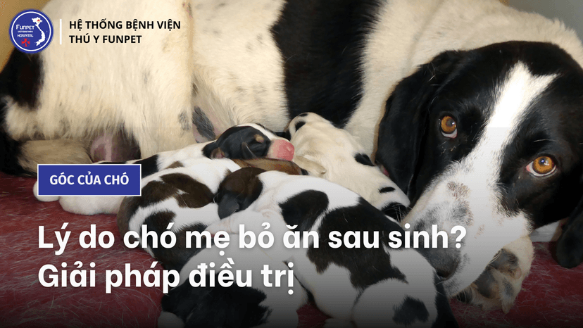 Lý do chó mẹ bỏ ăn sau sinh? Giải pháp điều trị