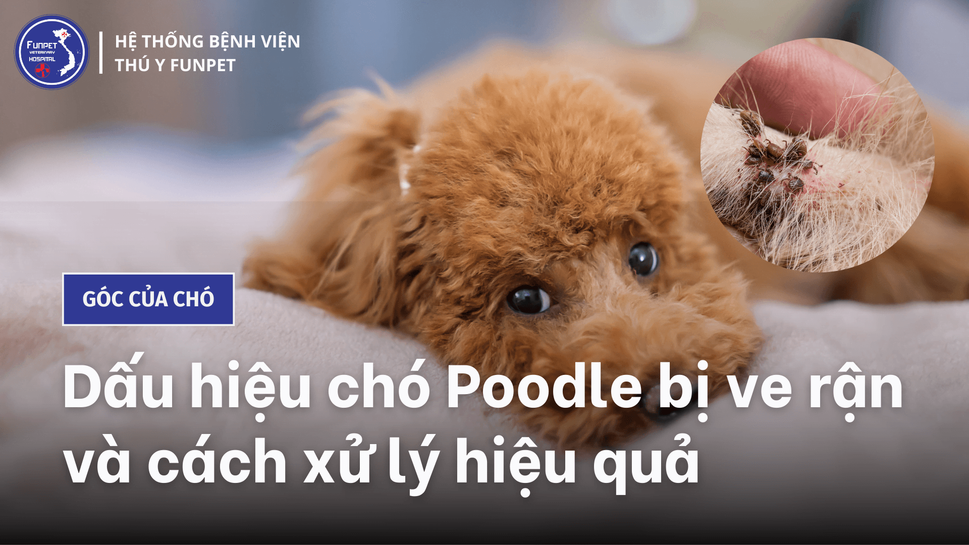 Dấu hiệu chó Poodle bị ve rận và cách xử lý hiệu quả
