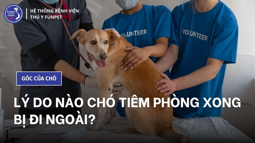 Nên làm gì chó tiêm phòng xong bị đi ngoài?