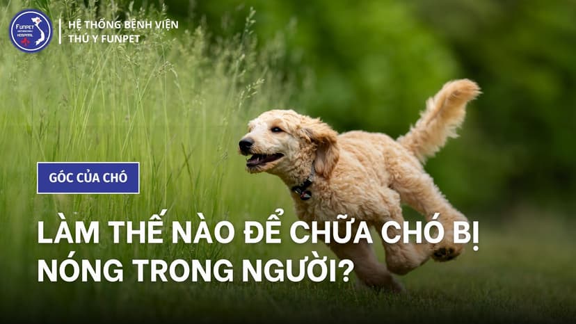 Làm thế nào để chữa chó bị nóng trong người?