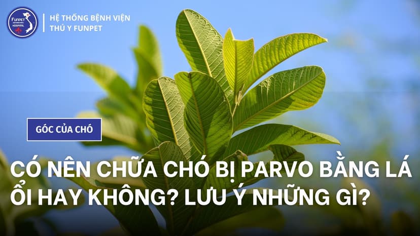 Hướng dẫn chi tiết cách chữa bệnh Parvo cho chó bằng lá ổi