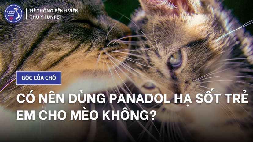 Có nên dùng panadol hạ sốt trẻ em cho mèo không?