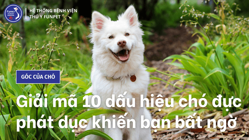 Giải mã 10 dấu hiệu chó đực phát dục khiến bạn bất ngờ