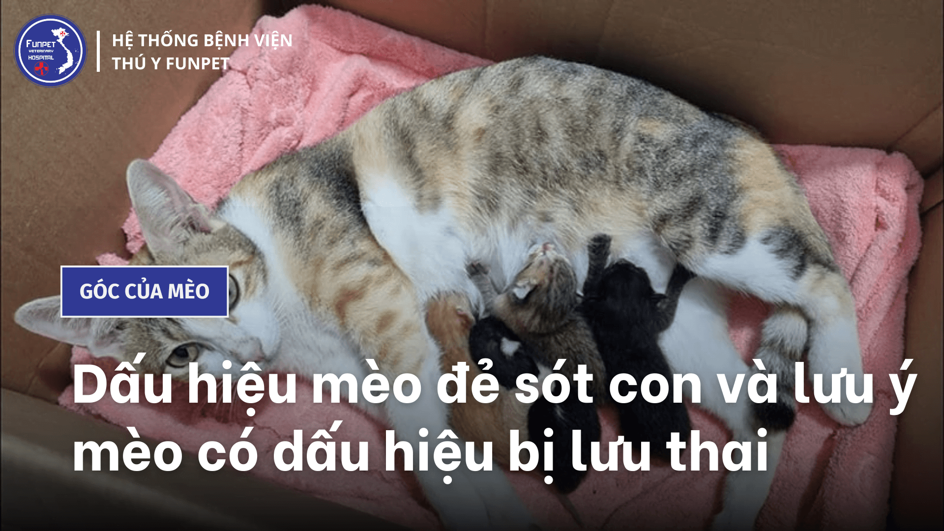 Dấu hiệu mèo đẻ sót con và lưu ý mèo có dấu hiệu bị lưu thai