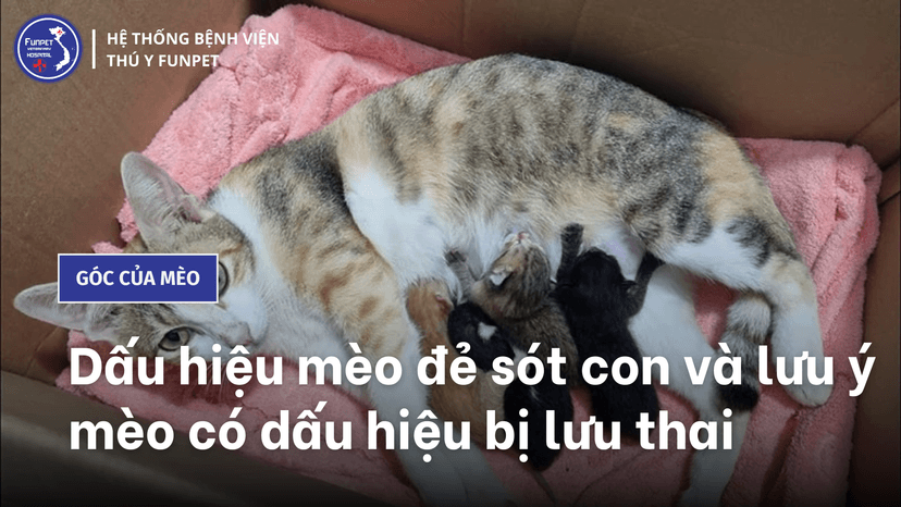 Dấu hiệu mèo đẻ sót con và lưu ý mèo có dấu hiệu bị lưu thai