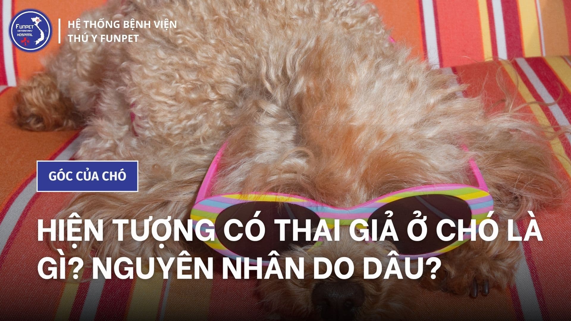 Hiện tượng có thai giả ở chó là gì? Nguyên nhân do dâu?