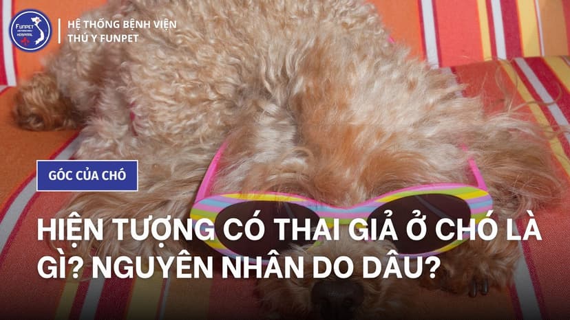Hiện tượng có thai giả ở chó là gì? Nguyên nhân do dâu?
