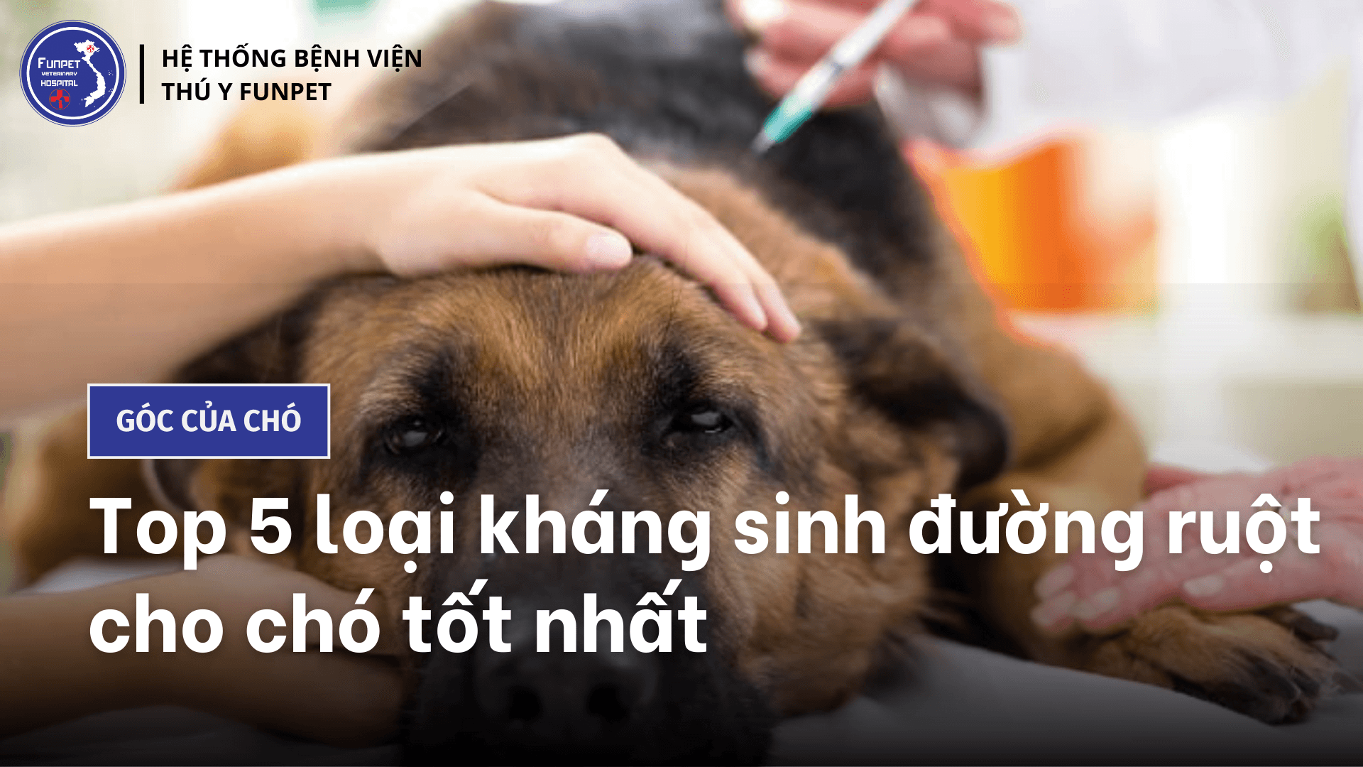 Top 5 loại kháng sinh trị bệnh đường ruột cho chó