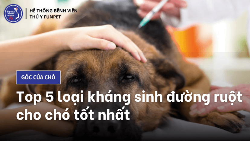 Top 5 loại kháng sinh trị bệnh đường ruột cho chó
