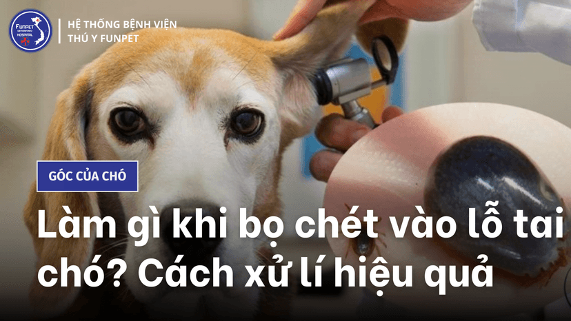 Làm gì khi bọ chét vào lỗ tai chó? Cách điều trị hiệu quả