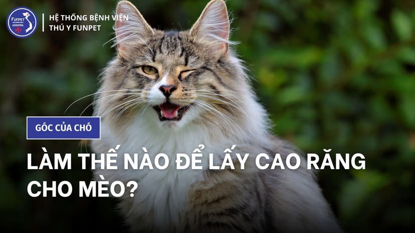 Làm thế nào để lấy cao răng cho mèo?