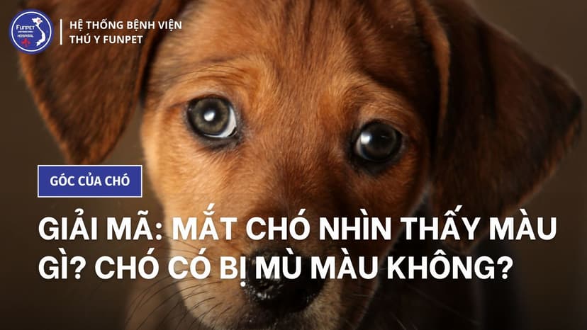 Giải mã: Mắt chó nhìn thấy màu gì? Chó có bị mù màu không?