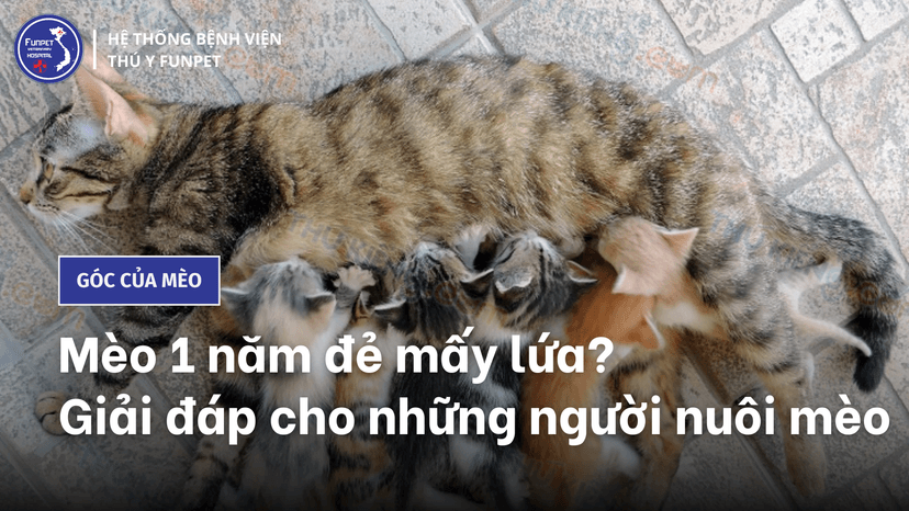 Mèo 1 năm đẻ mấy lứa? Giải đáp cho những người nuôi mèo