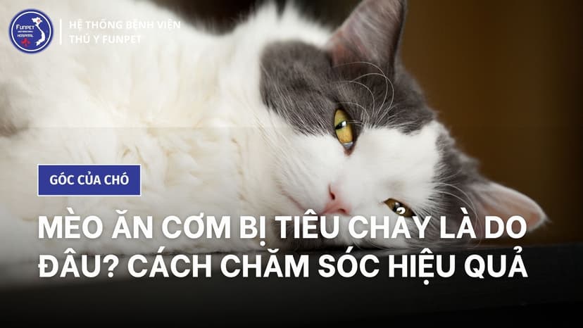 Mèo ăn cơm bị tiêu chảy là do đâu? Cách chăm sóc hiệu quả