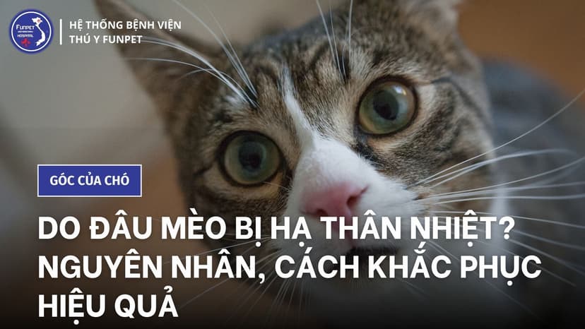 Do đâu mèo bị hạ thân nhiệt? Nguyên nhân, cách khắc phục hiệu quả