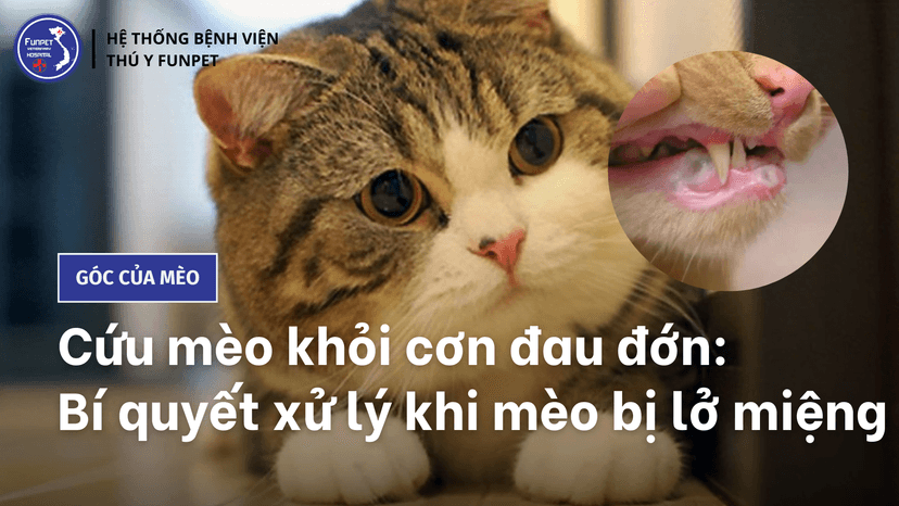 Cứu mèo khỏi cơn đau đớn: Bí quyết xử lý khi mèo bị lở miệng