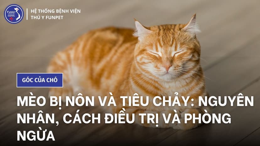 Mèo bị nôn và tiêu chảy: Nguyên nhân, cách điều trị và phòng ngừa