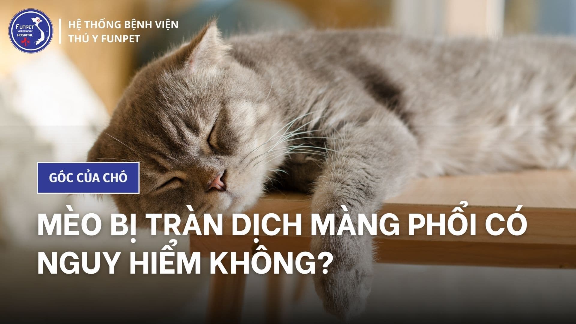 Mèo bị tràn dịch màng phổi có nguy hiểm không?