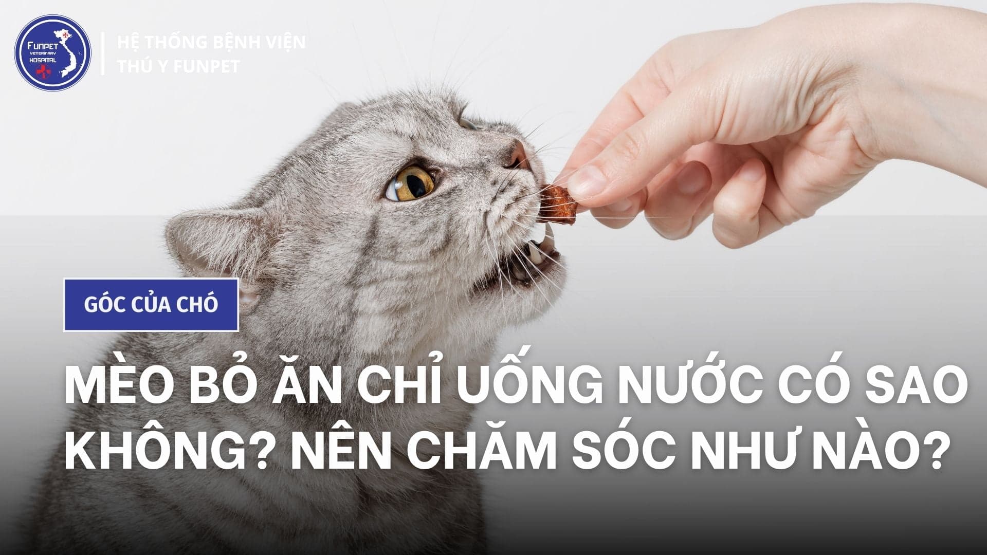 Mèo bỏ ăn chỉ uống nước có sao không? Nên chăm sóc như nào?