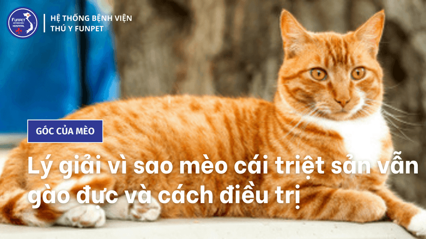 Lý giải vì sao mèo cái triệt sản vẫn gào đực và cách điều trị