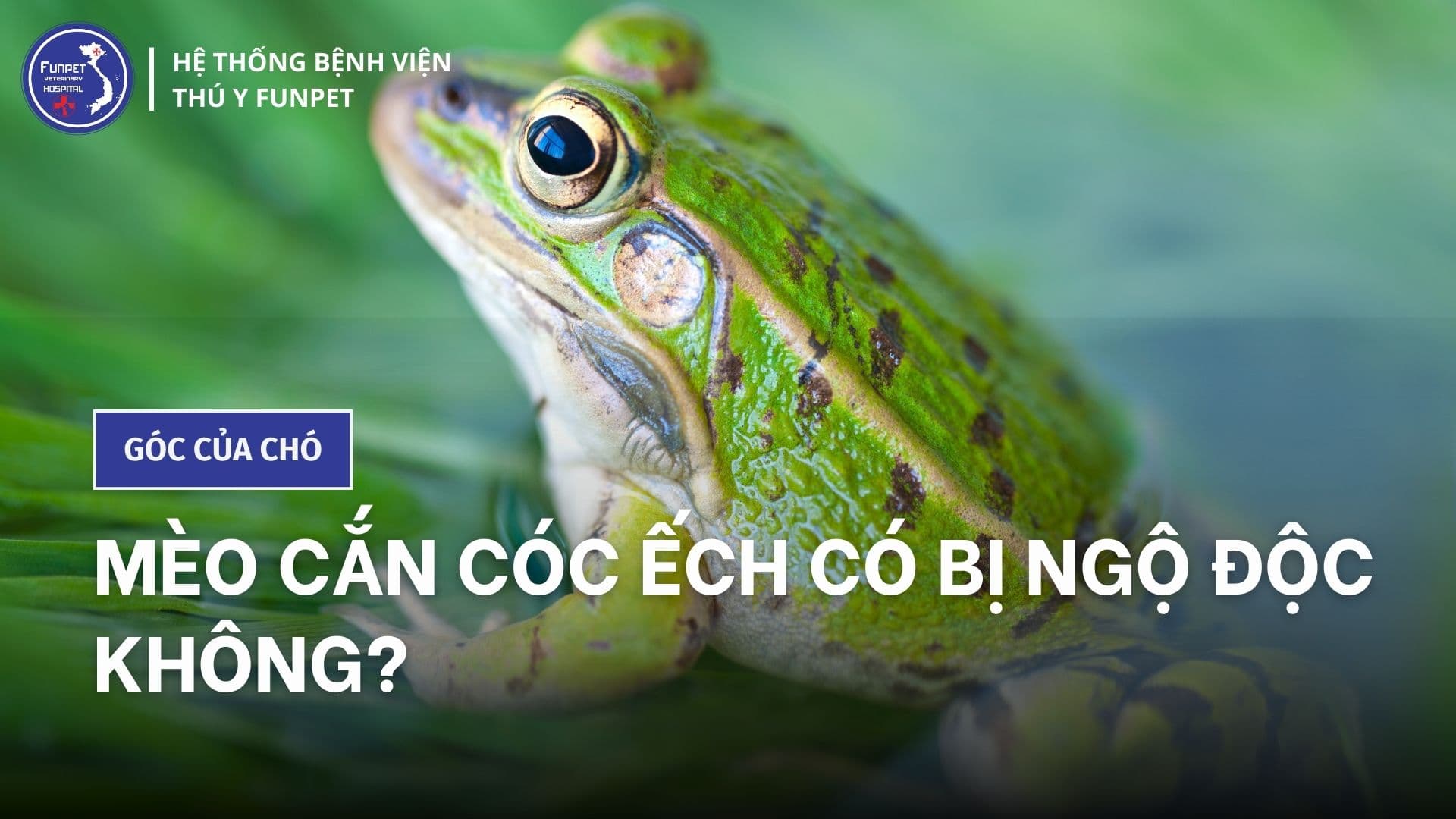 Mèo cắn cóc ếch có bị ngộ độc không?