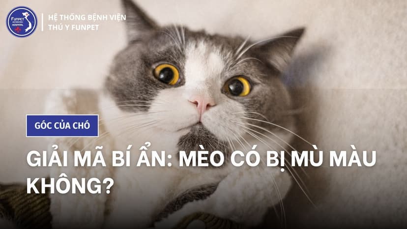 Giải mã bí ẩn: Mèo có bị mù màu không?