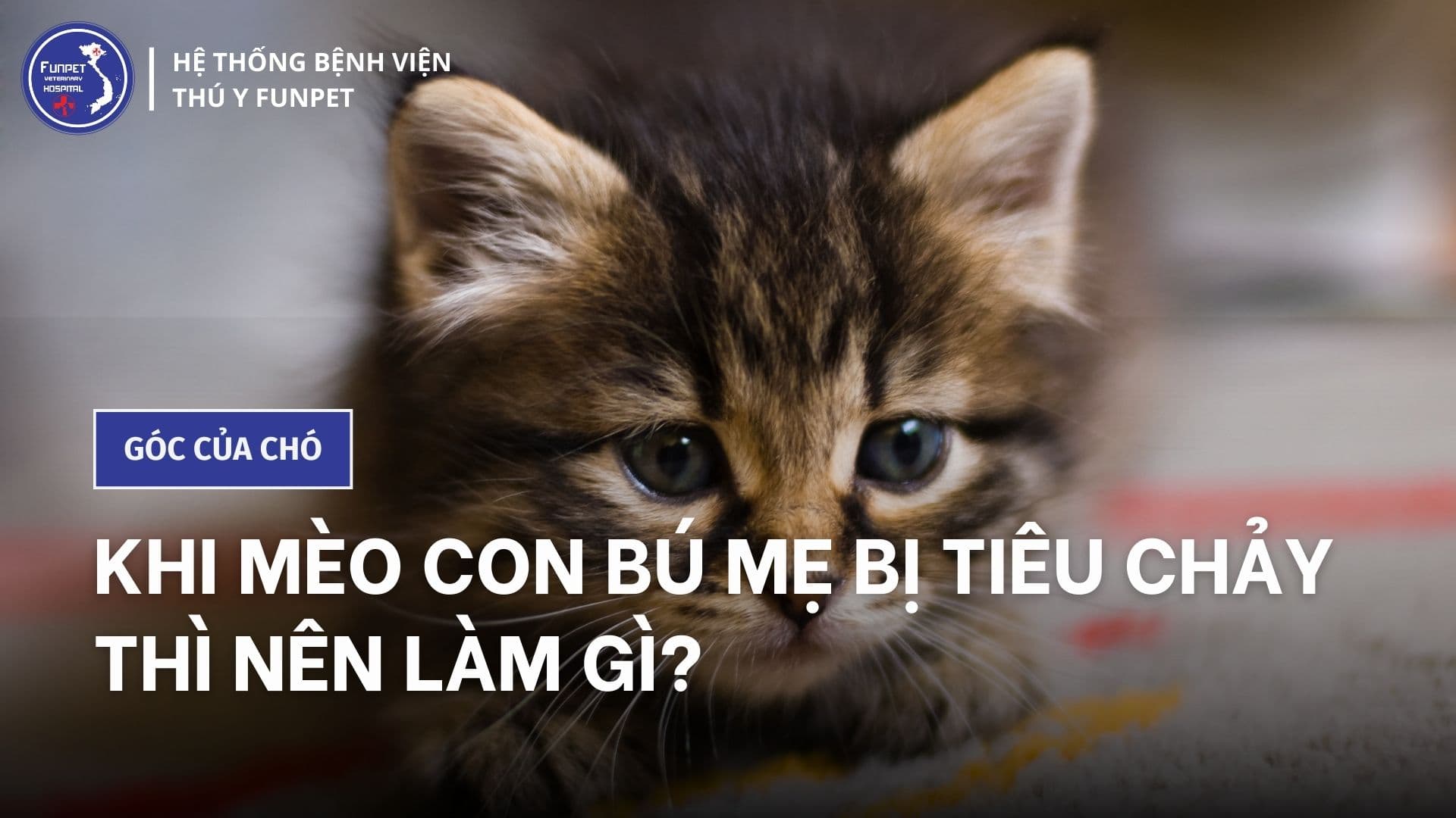 Khi mèo con bú mẹ bị tiêu chảy thì nên làm gì?