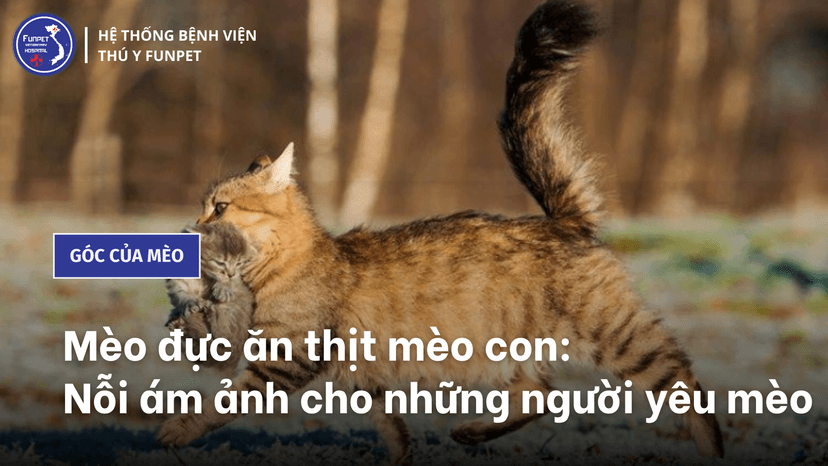 Mèo đực ăn thịt mèo con: Nỗi ám ảnh cho những người yêu mèo