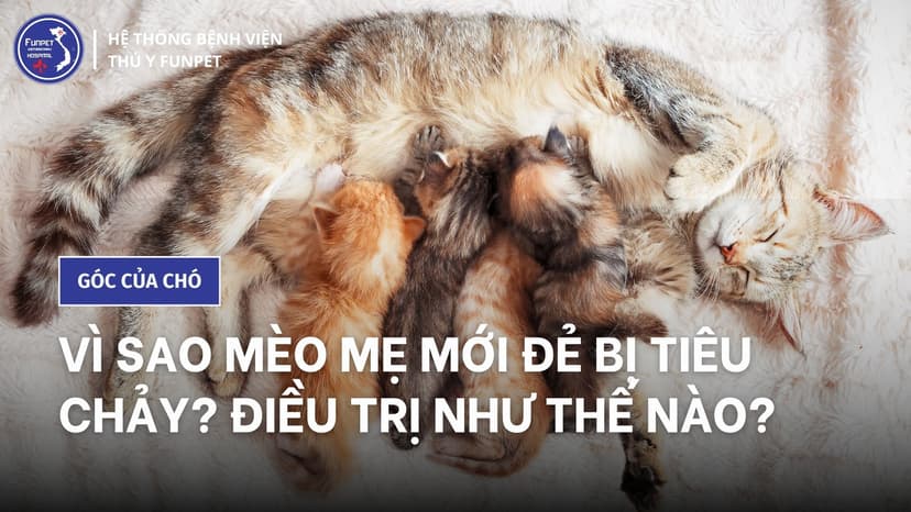 Vì sao mèo mẹ mới đẻ bị tiêu chảy? Điều trị như thế nào?