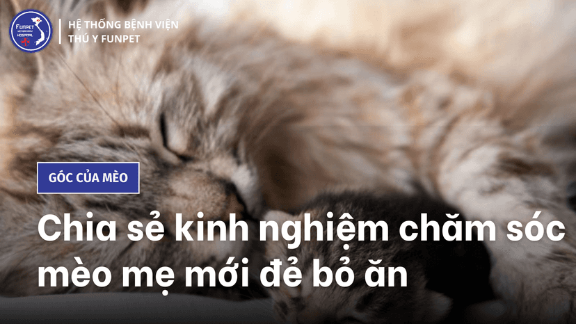 Chia sẻ kinh nghiệm chăm sóc mèo mẹ mới đẻ bỏ ăn