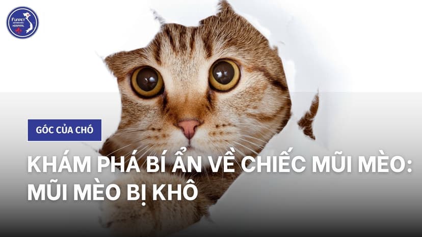 Khám phá bí ẩn về chiếc mũi mèo: mũi mèo bị khô