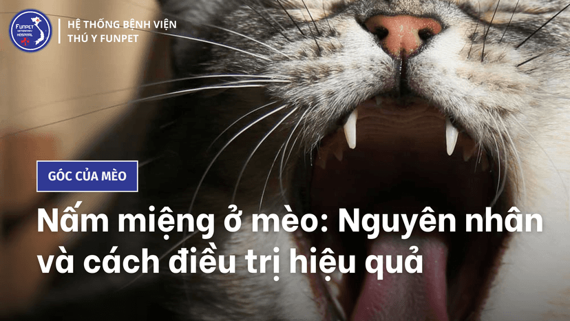 Nấm miệng ở mèo: Nguyên nhân và cách điều trị hiệu quả