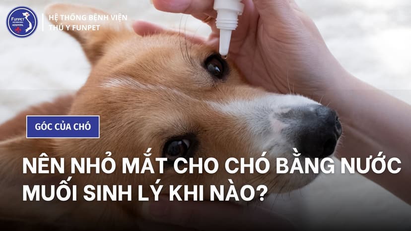 Những lưu ý khi nhỏ mắt cho chó bằng nước muối sinh lý