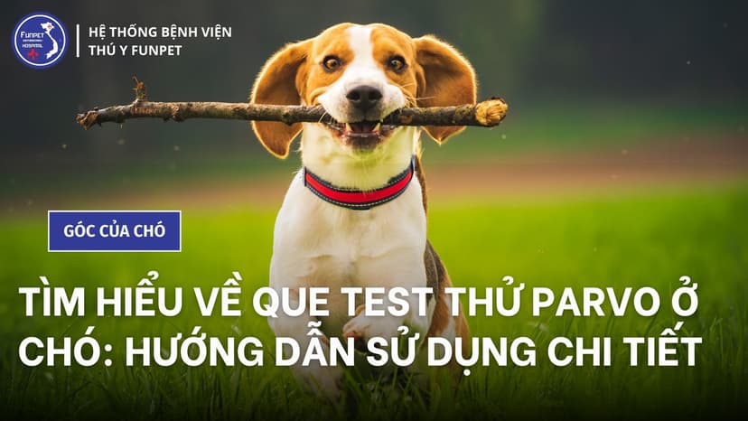Tìm hiểu về que test thử parvo ở chó: Hướng dẫn sử dụng chi tiết