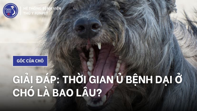 Giải đáp: Thời gian ủ bệnh dại ở chó là bao lâu?