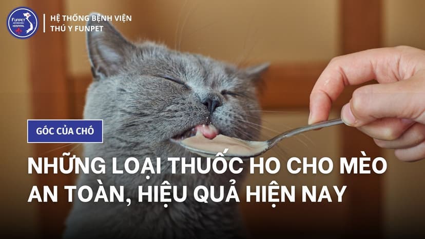 Những loại thuốc ho cho mèo an toàn, hiệu quả hiện nay