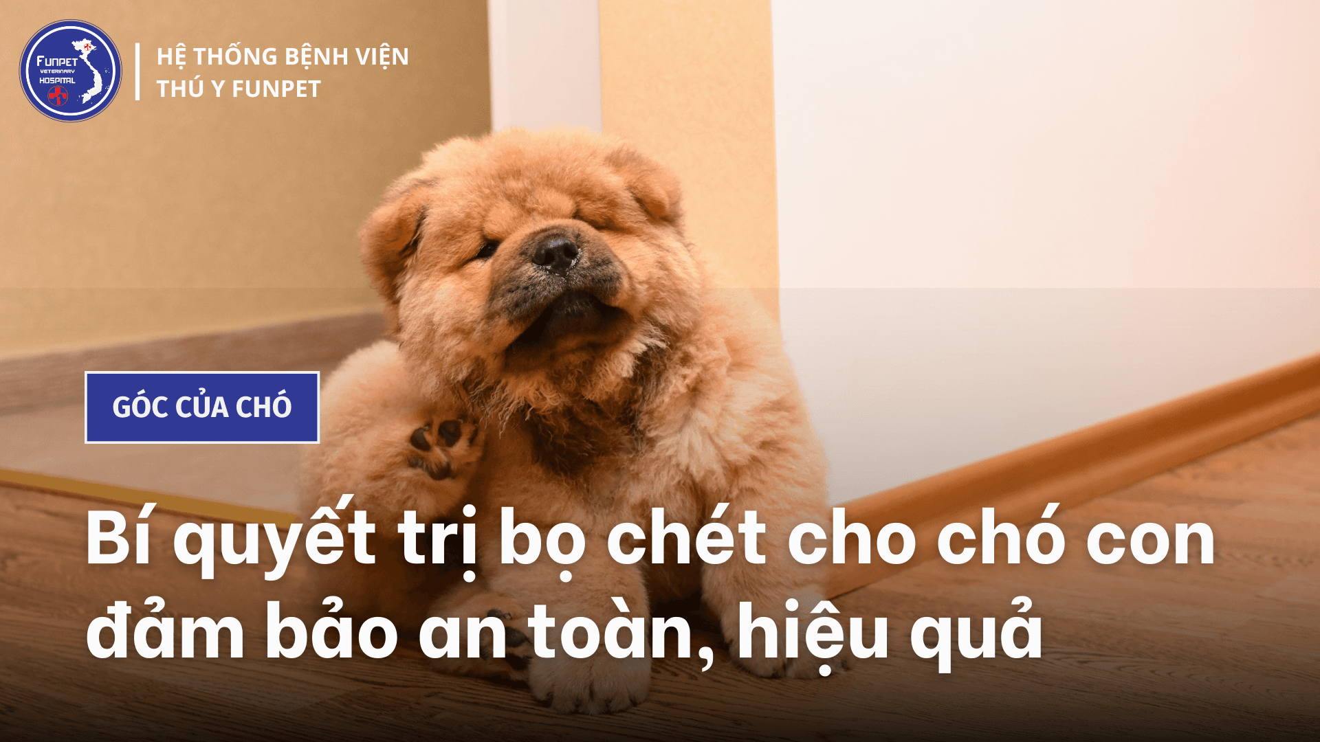 Bí quyết trị bọ chét cho chó con đảm bảo an toàn, hiệu quả