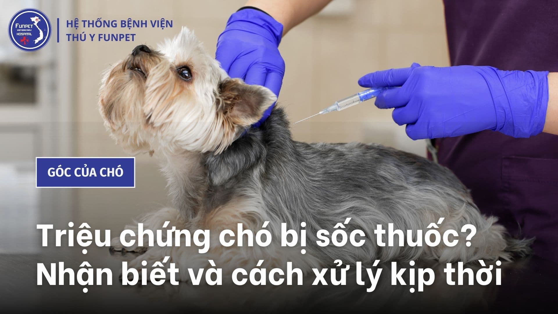 Triệu chứng chó bị sốc thuốc? Nhận biết và cách xử lý kịp thời