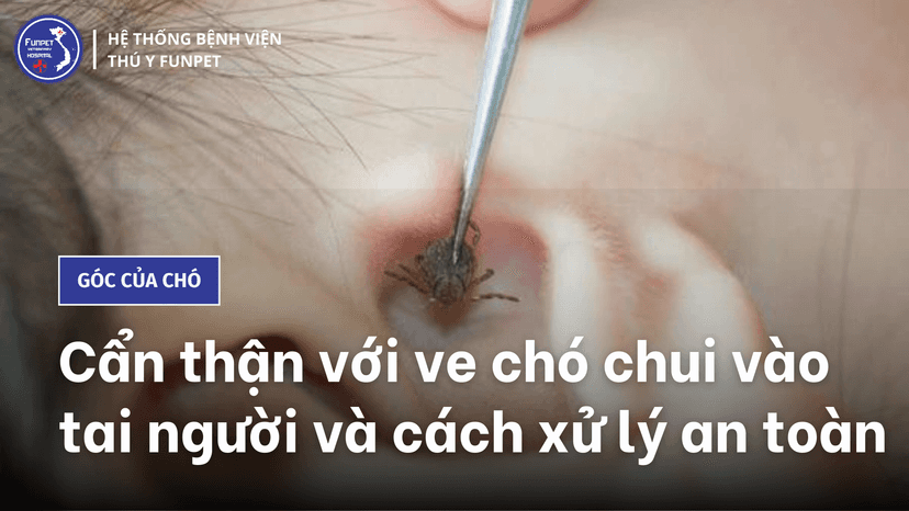 Cẩn thận với ve chó chui vào tai người và cách xử lý an toàn