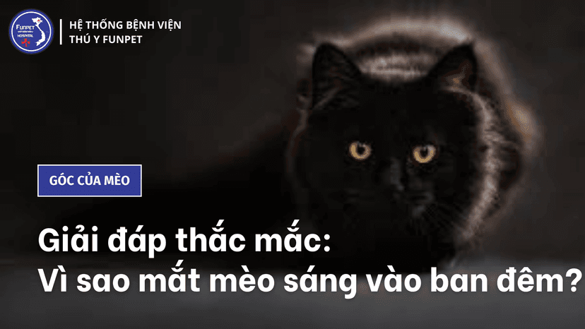 Giải đáp thắc mắc: Vì sao mắt mèo sáng vào ban đêm?