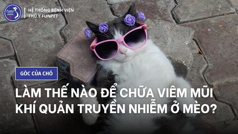 Làm thế nào để chữa viêm mũi khí quản truyền nhiễm ở mèo?