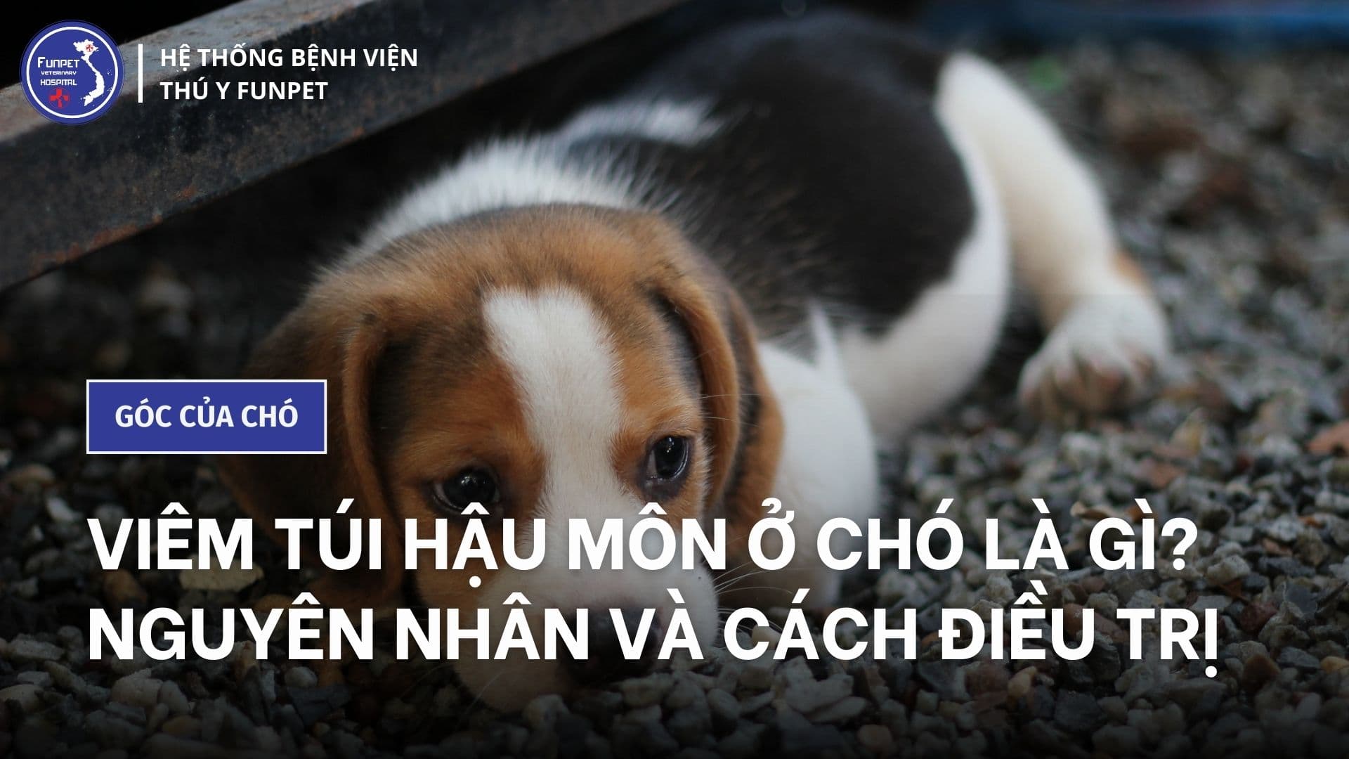Viêm túi hậu môn ở chó là gì? Nguyên nhân và cách điều trị