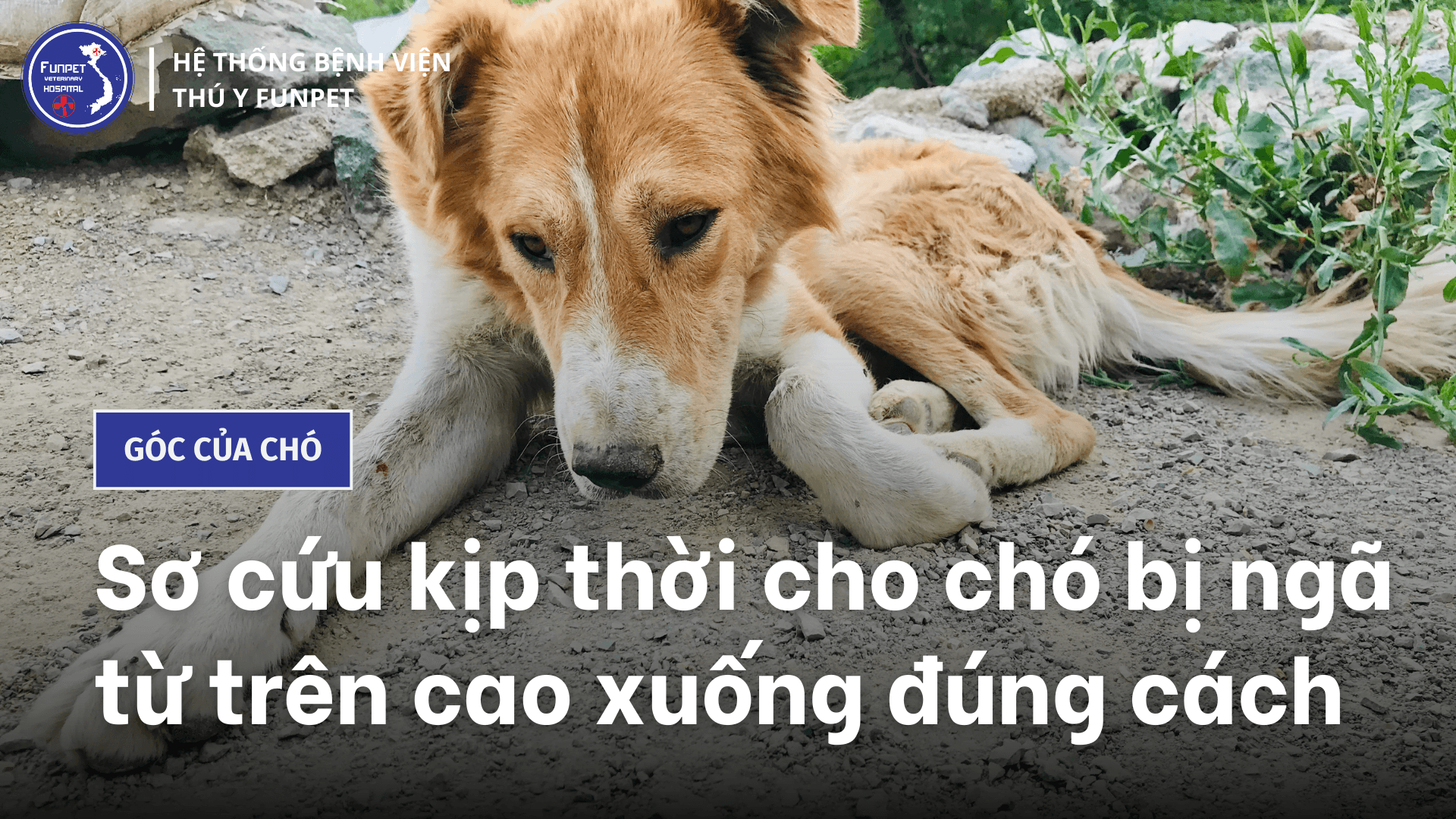 Sơ cứu kịp thời cho chó bị ngã từ trên cao xuống đúng cách