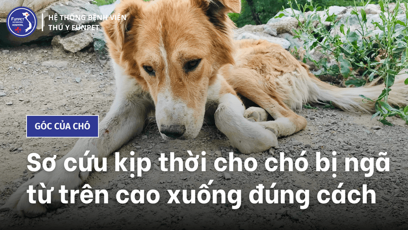 Sơ cứu kịp thời cho chó bị ngã từ trên cao xuống đúng cách